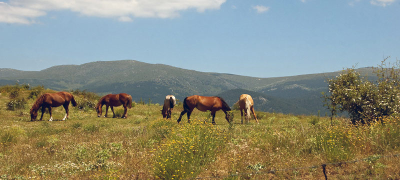 caballos-en-cercedilla-excursion-escolar
