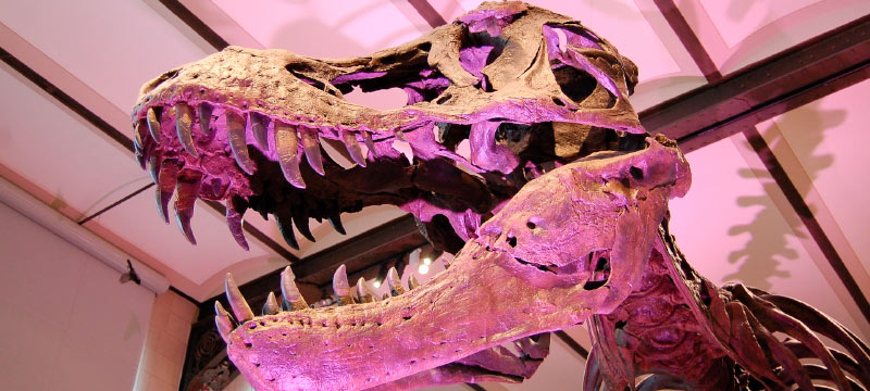 dinosaurio-museo-ciencias-primaria