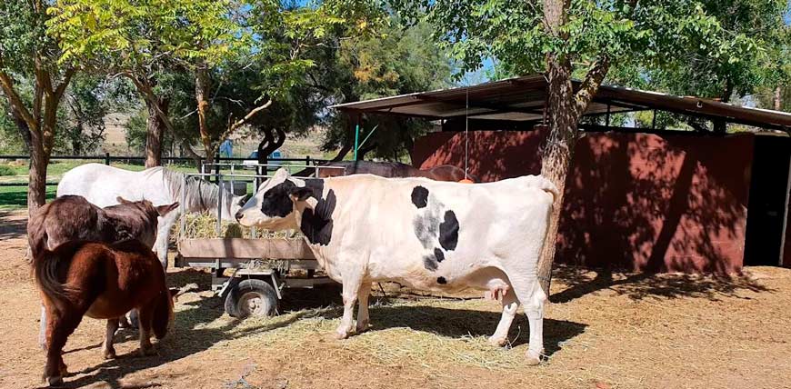 paisaje granja escuela la dehesa / españa